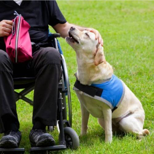 Servis & Rehber köpek eğitimi