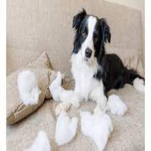 Davranış Bozukluğu Düzeltme Eğitimi