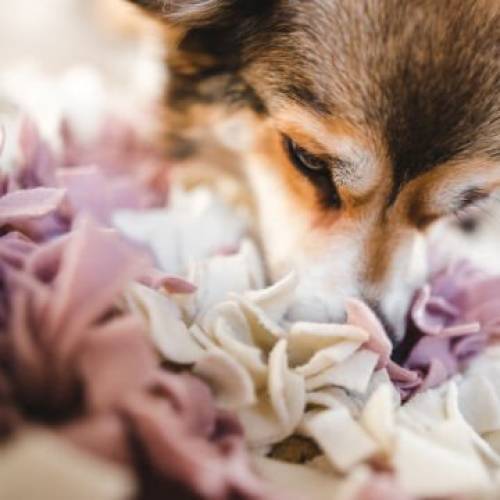 Koku takibi (Nose Work)